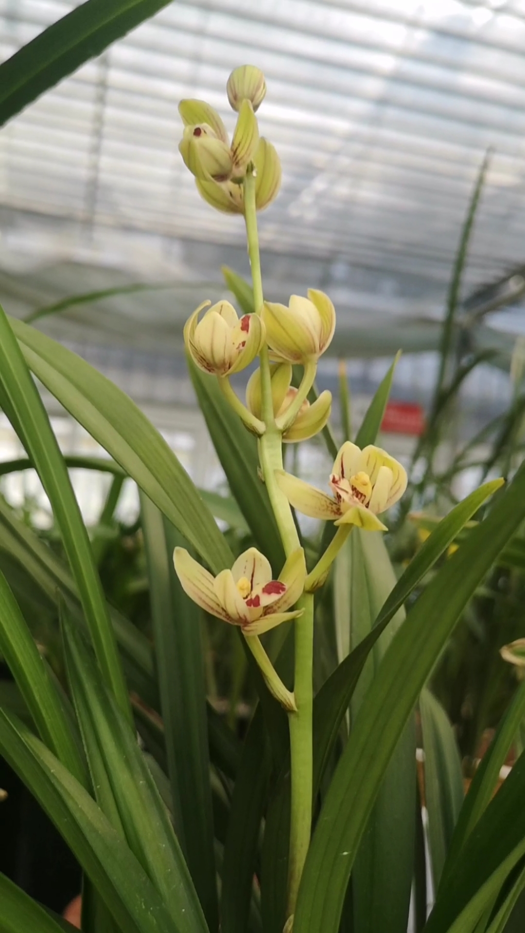 金荷真不错开七八朵花在建兰中算多的了香味也好