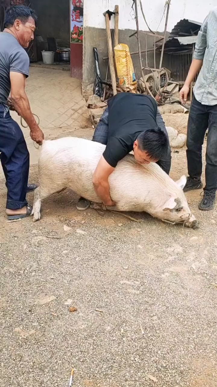 我要上热门#全网抱猪第一人