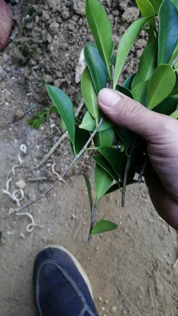 盆景#我扦插榕树了!你喜欢这个品种吗?