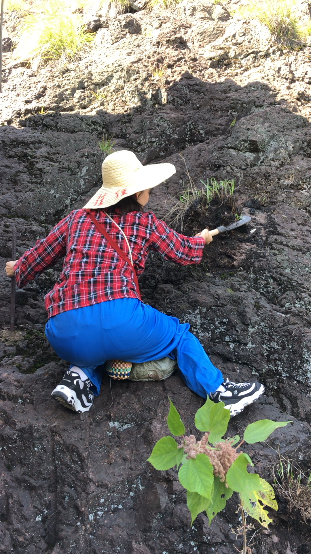 音为有你深山老林里面去采药真的很难