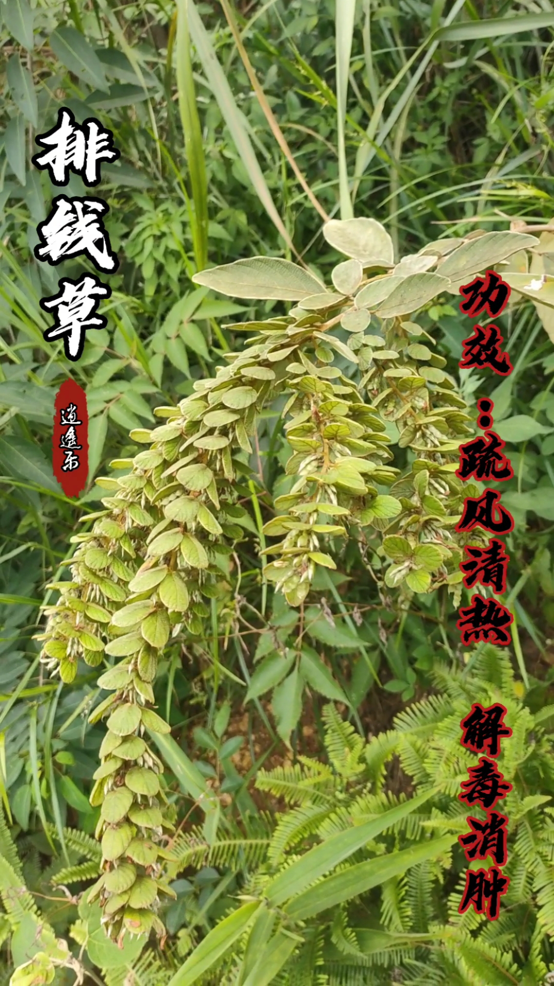 认识中草药#百草中药之排钱草,豆科双子叶植物纲,夏季采收,枝叶入药