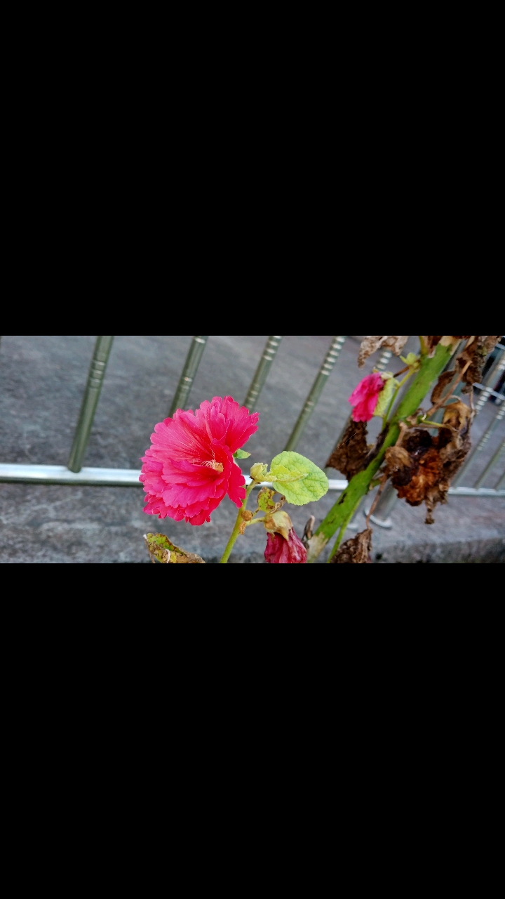 认识这是什么花吗?我们叫它五月梅,可七月份还在开放