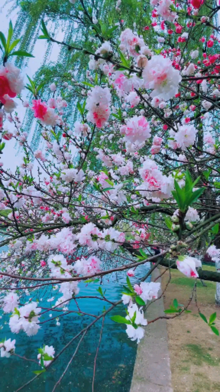 带上全民去旅行阳春三月桃花太美了樱花梨花杏花各种花你喜欢什么花呢