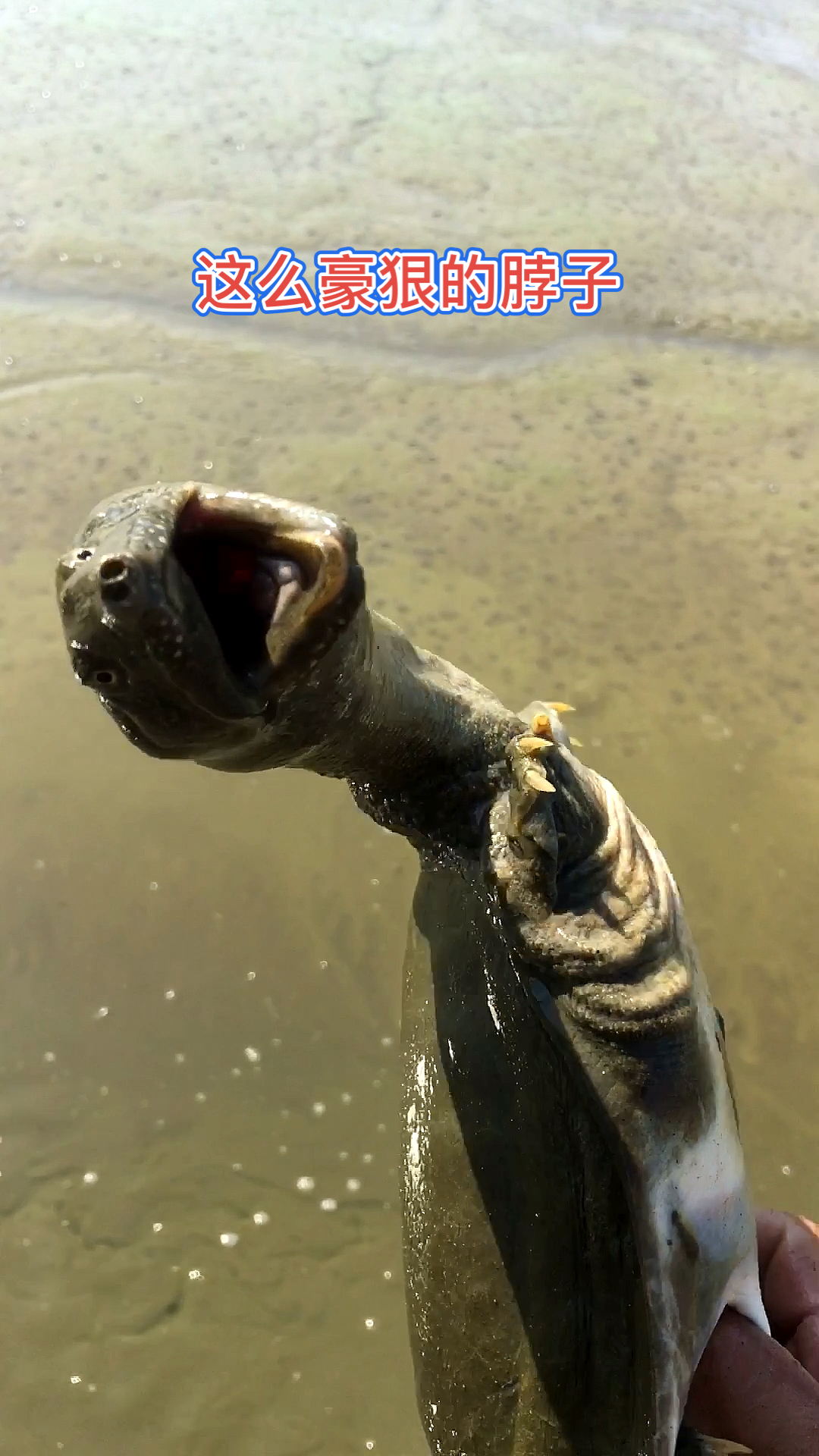 良弟抓甲鱼:手感好怎么抓都对