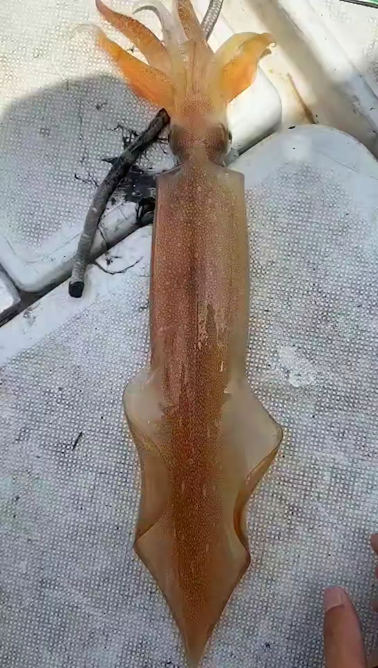 手钓鱿鱼#海钓大枪鱿,我们称它火箭筒犹豫