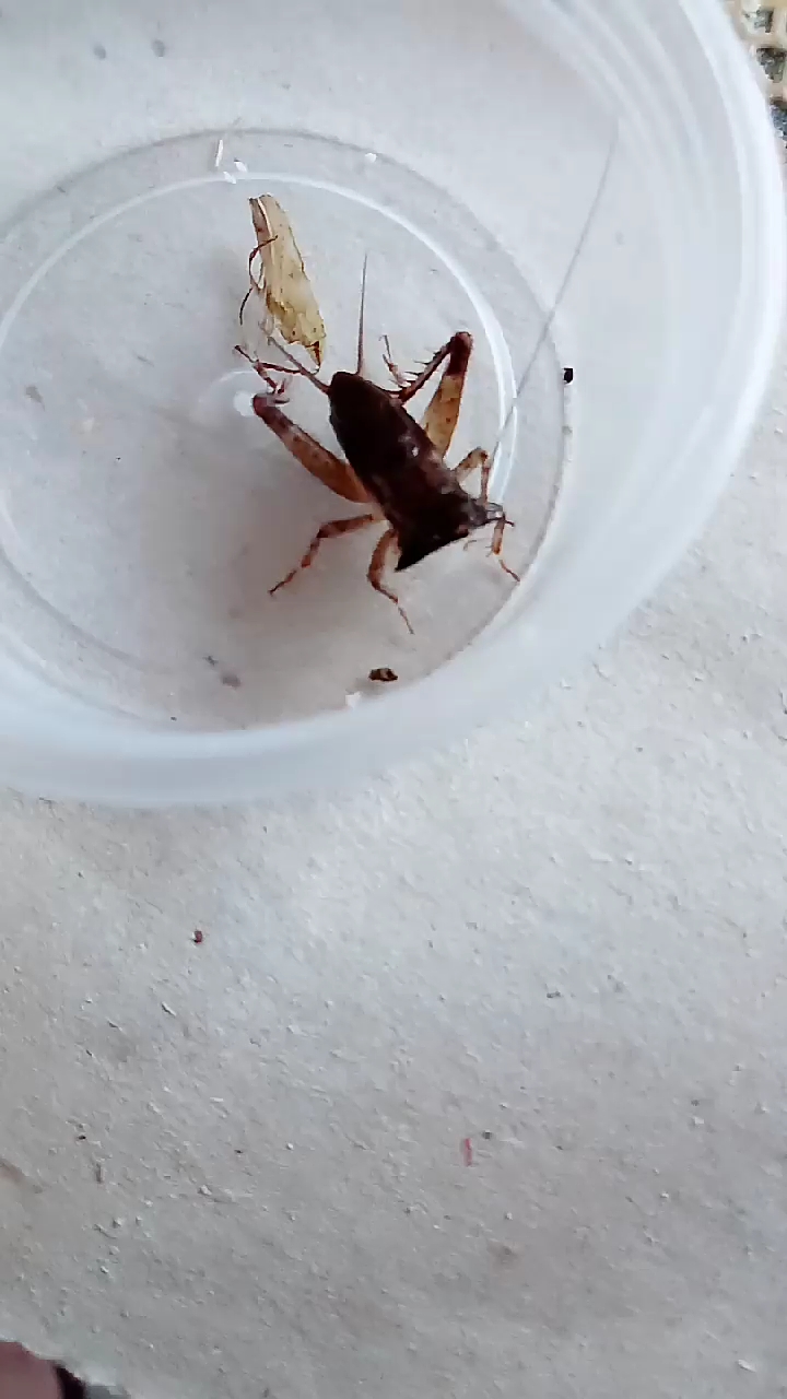 家有萌宠#蛐蛐里面的警察,警察蛐蛐,哈哈90-度小视