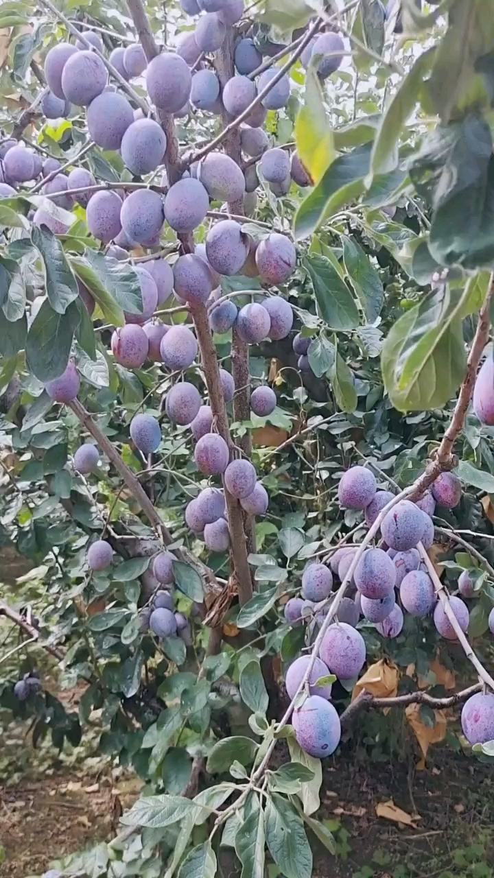 蓝密西梅成熟了西梅种植品种很重要