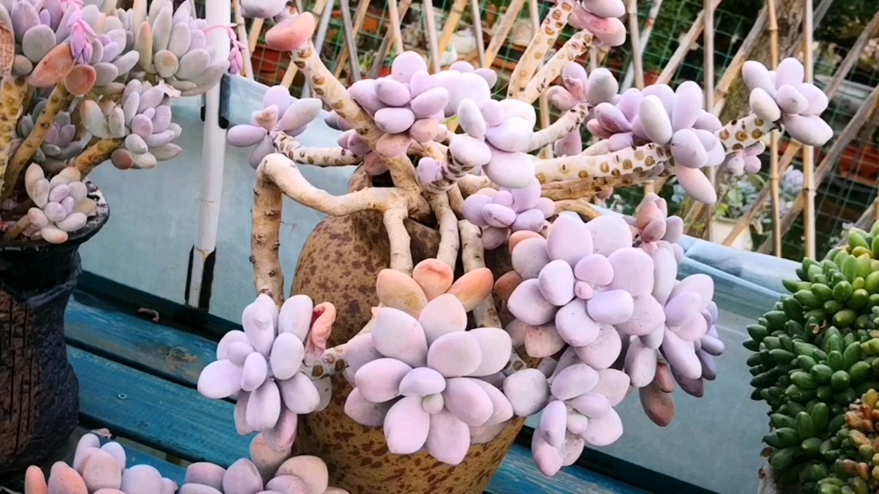 多肉植物#控养多年的桃蛋老桩惊艳亮相,每一盆都有自己的精彩!
