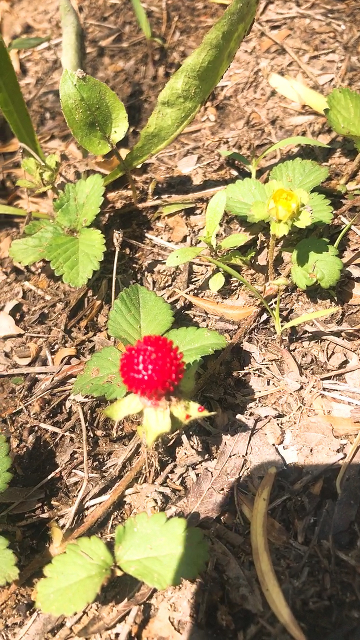 公园草地上看到几个红玛瑙似的植物果实,大家知道这是什么植物么?