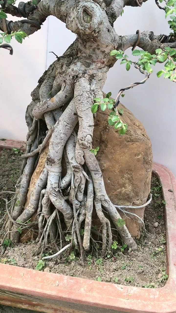 抱石提根榆树