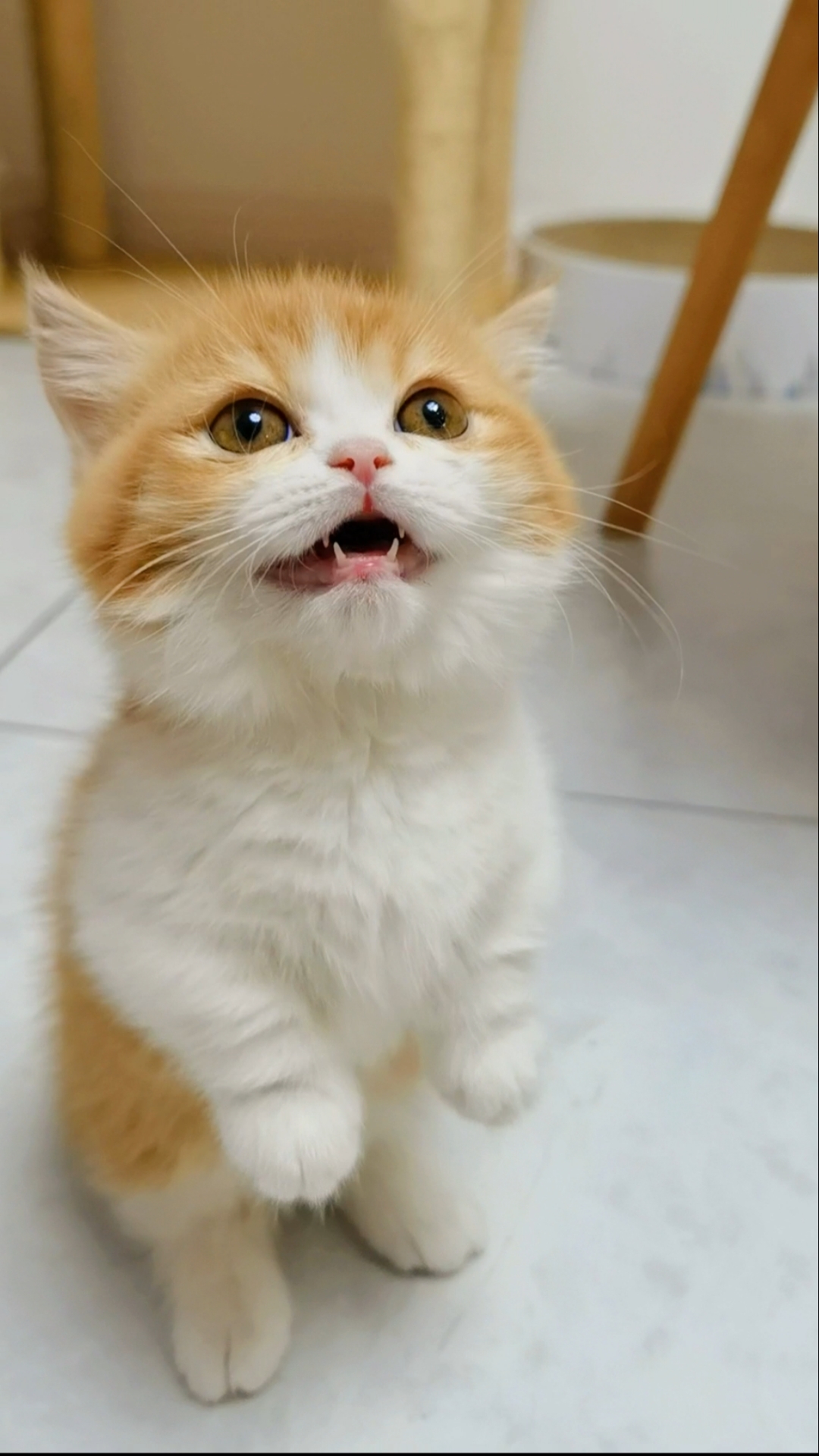 小小爱宠萌化你#你们期待的土拨猫的叫声来了