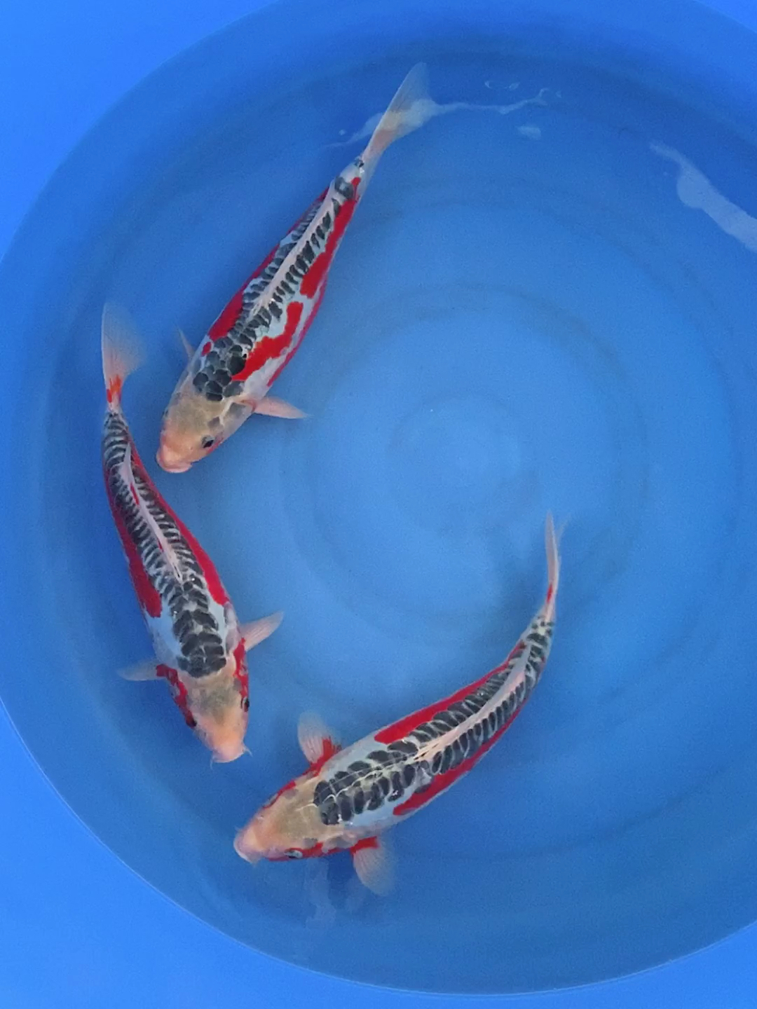 锦鲤#赛级秋翠锦鲤