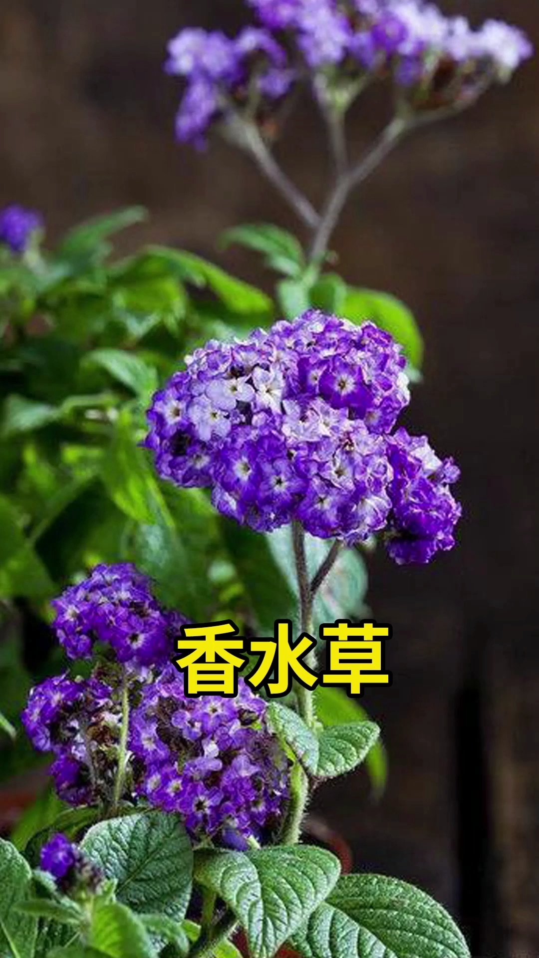 分享养花经验成簇开花充满香气香味飘满整个房间