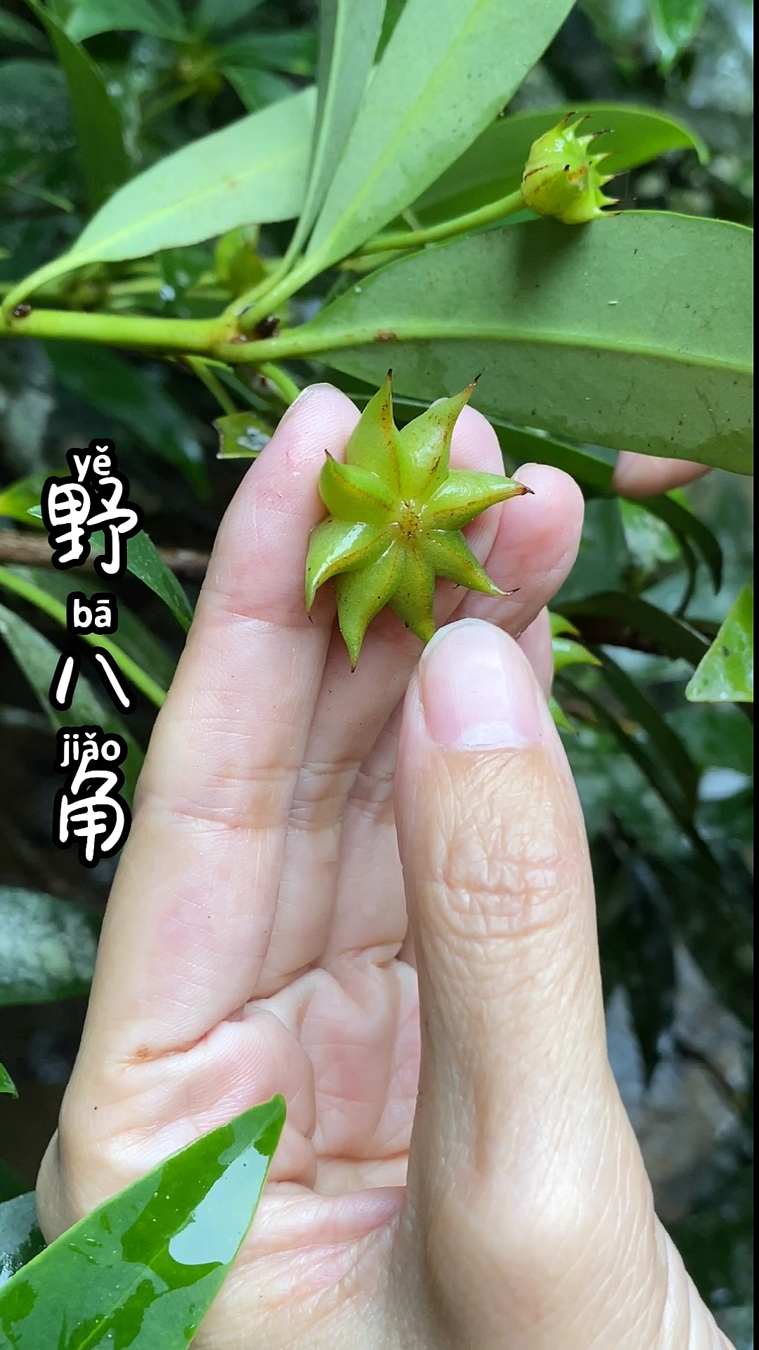 野八角跟我们食用的八角不一样哦-度小视