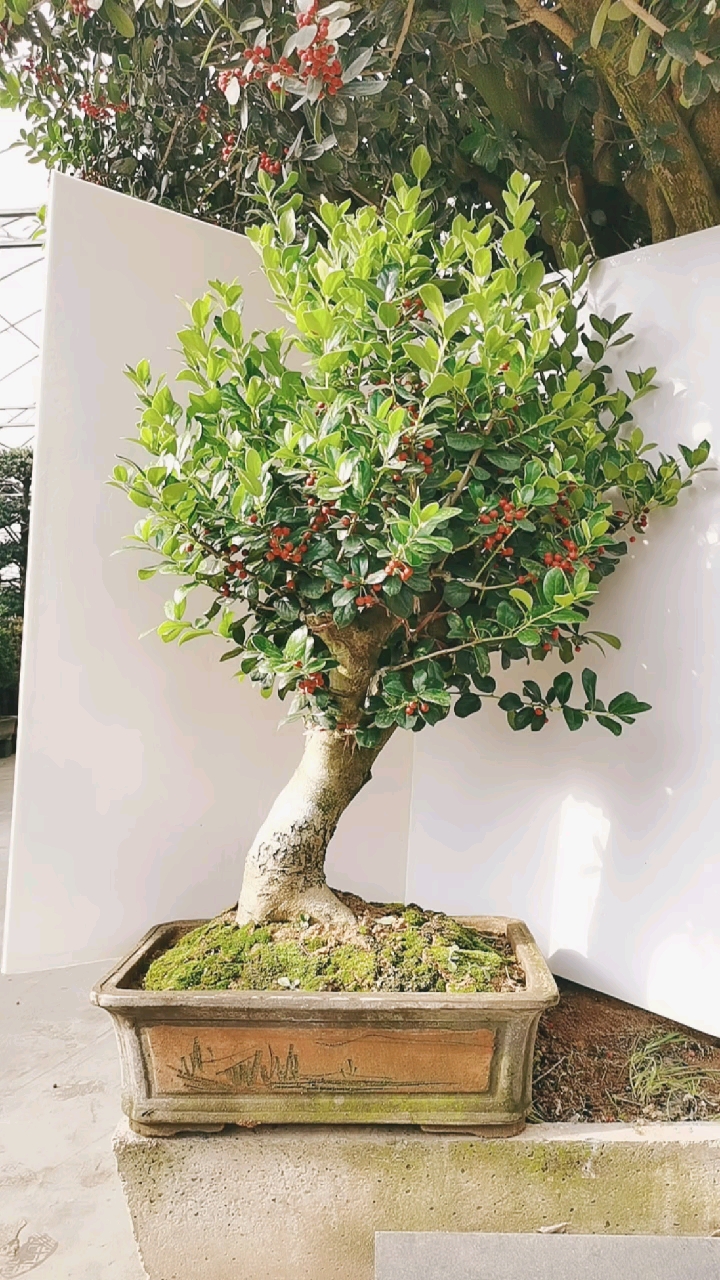 du杆无刺枸骨盆景