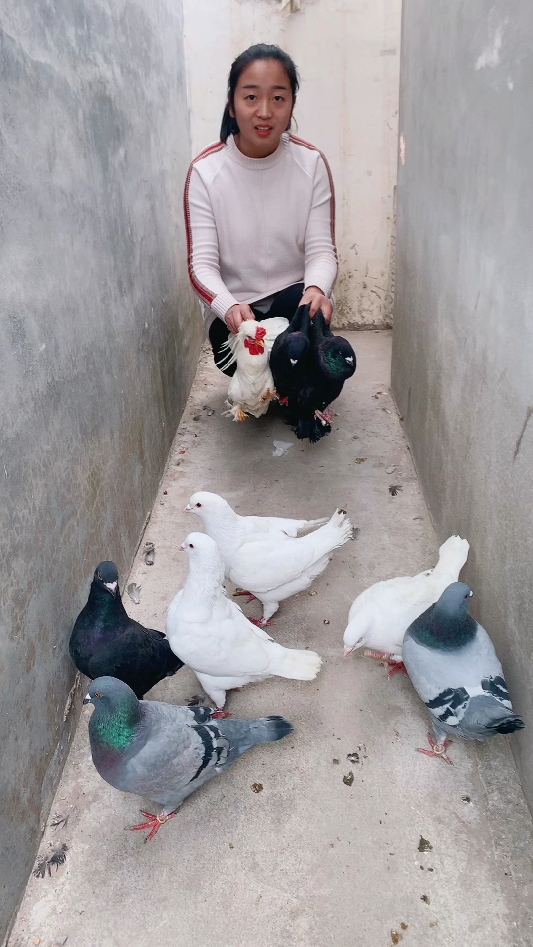 农村养殖五颜六色大鸽子实在比鸡大多了