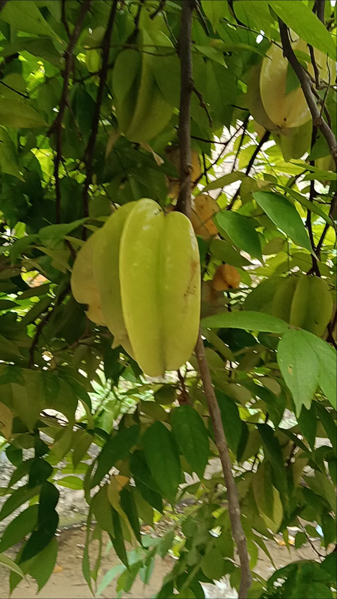 村里的杨桃熟了,想吃就摘,没人管的.