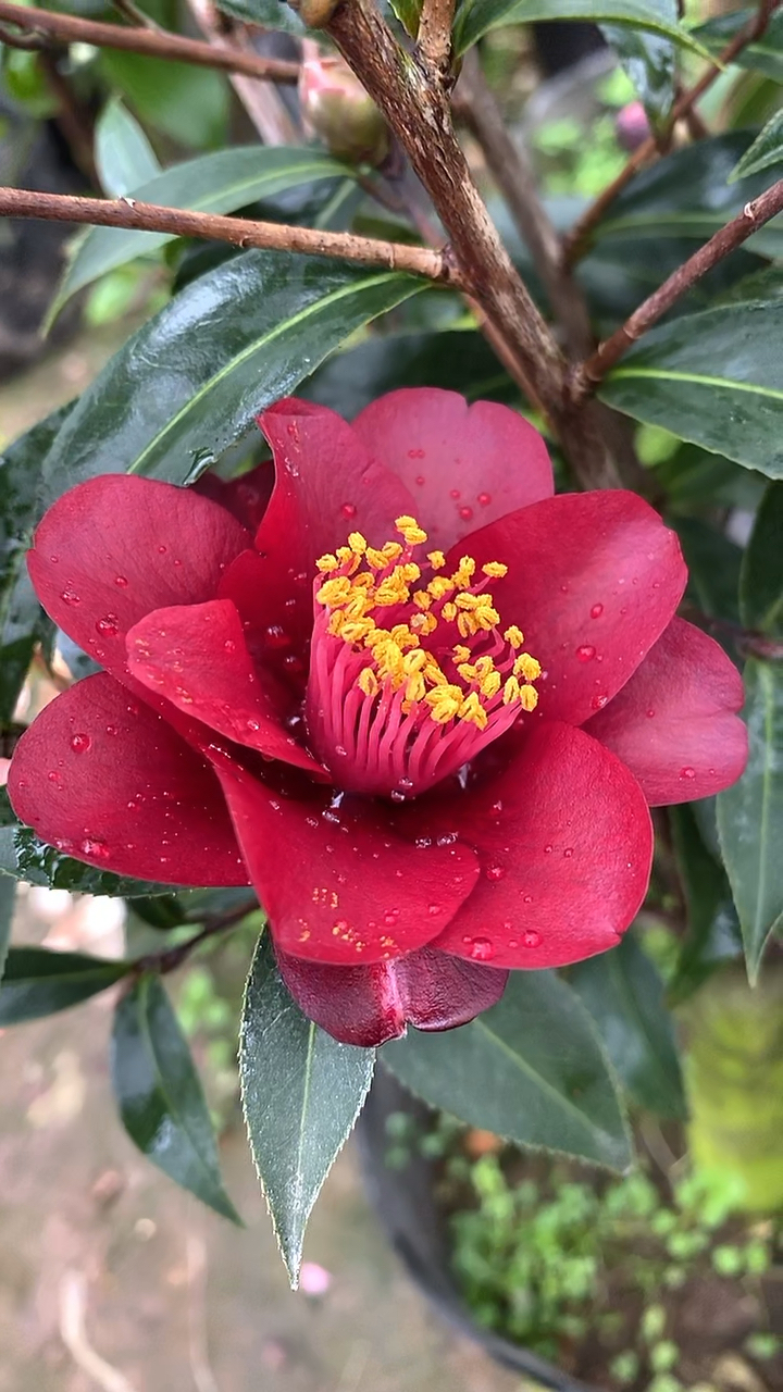 茶花名品黑骑士,花量大,颜色鲜艳!