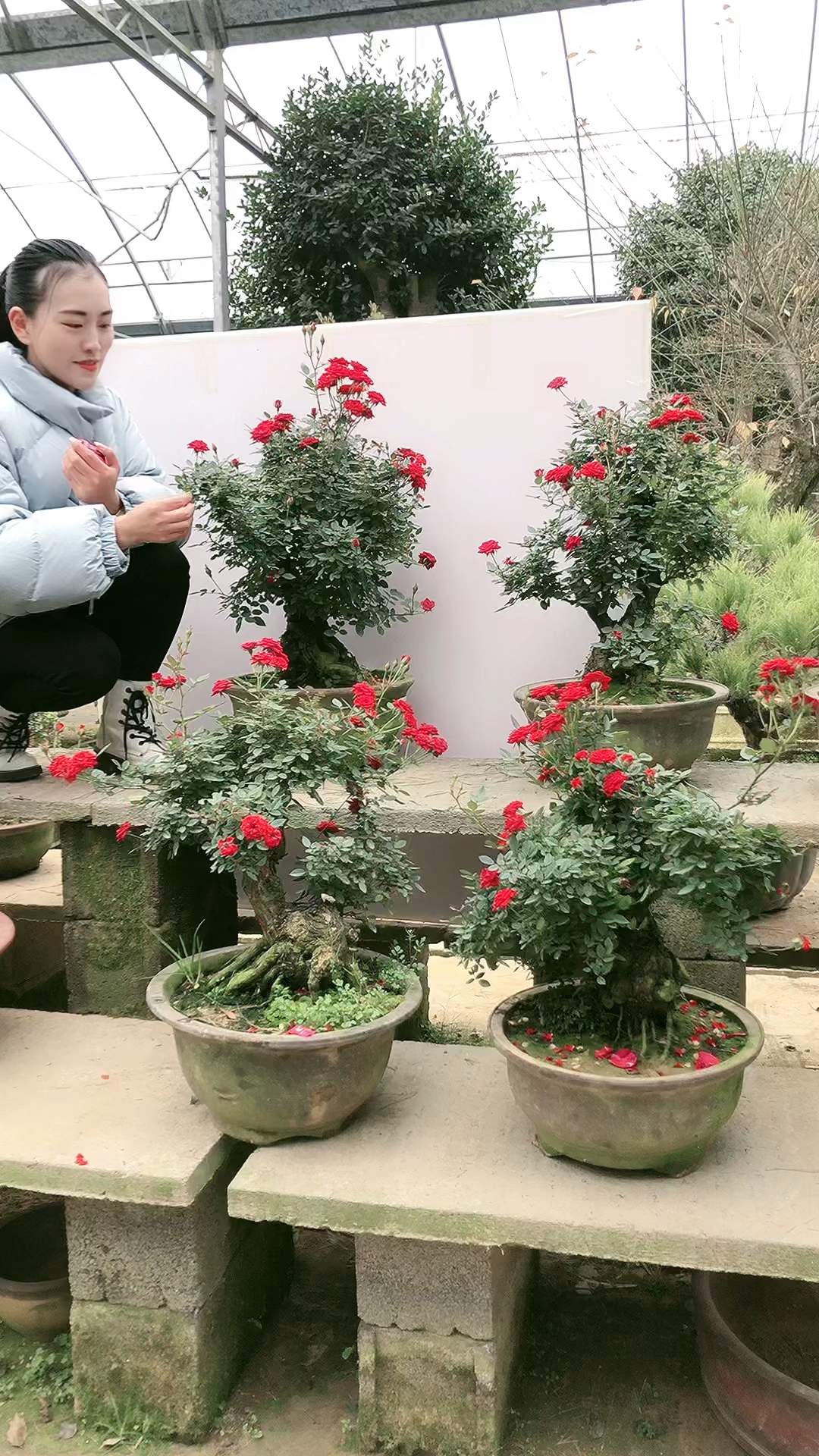 盆景#精品小女孩月季