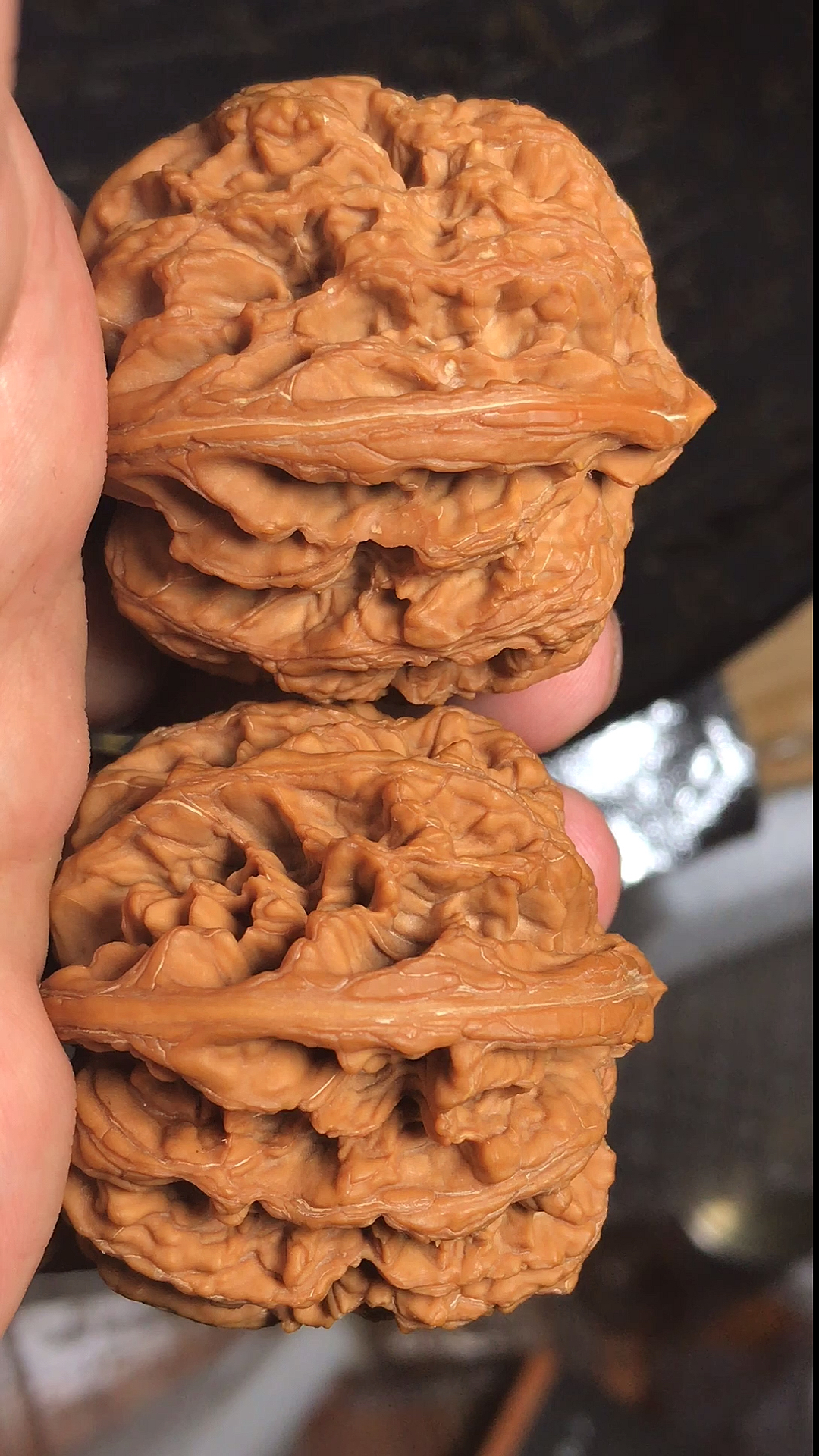 文玩核桃#荒山野岭,九龙筋!