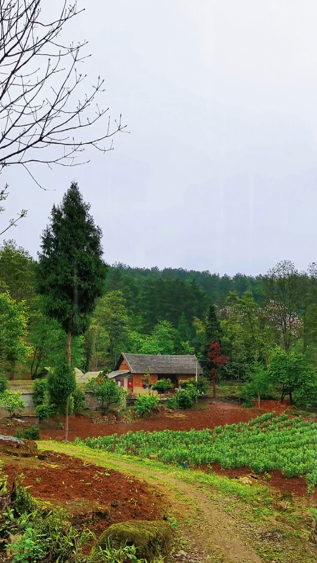 乡村生活#安静祥和的村落,听雨声盖浮躁,闻鸟鸣掩了疲惫