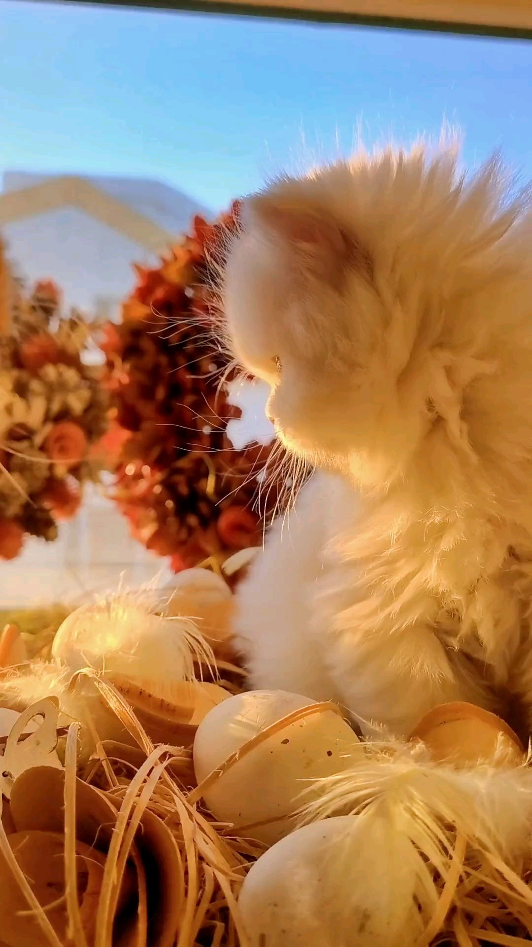 冬日暖阳 小猫咪,好温馨的画面