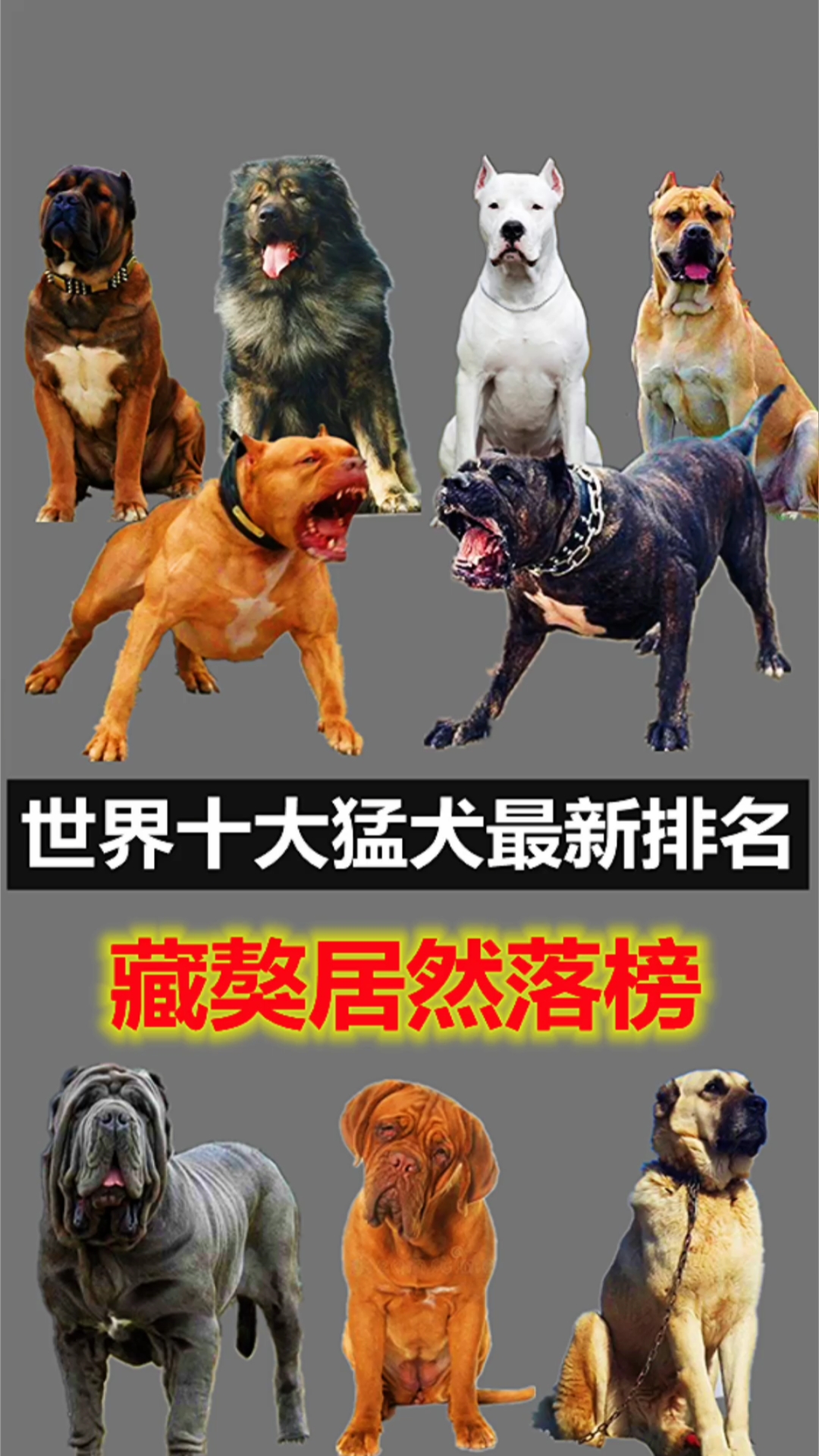 世界十大猛犬排名榜