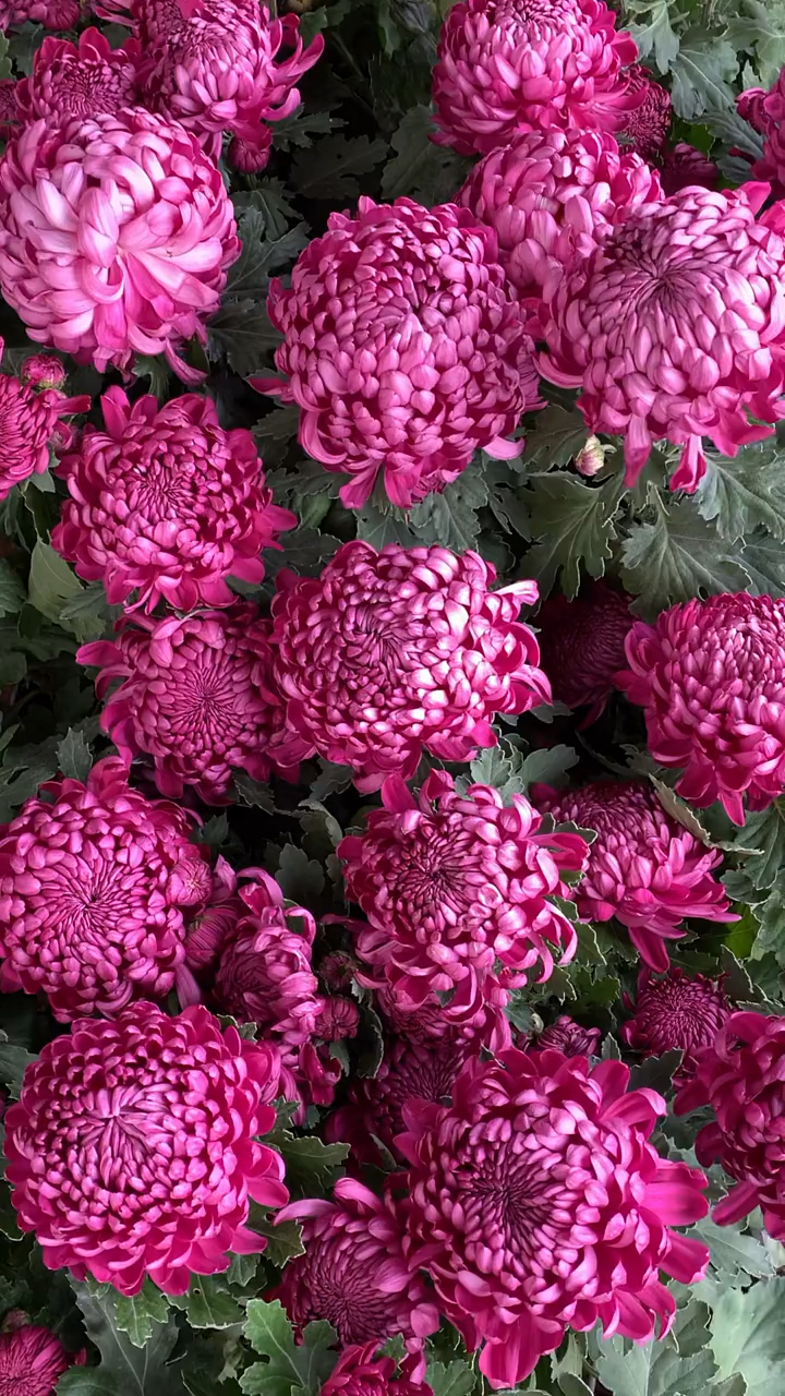 绣球菊花#秋天的菊花你喜欢吗