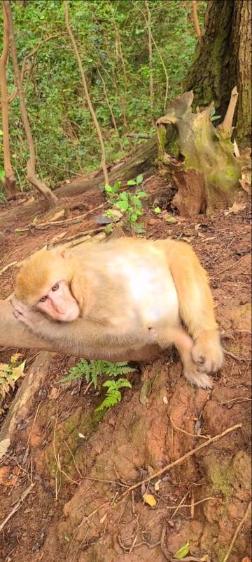 猴子#猴妈妈要生宝宝了,看起来特别痛苦