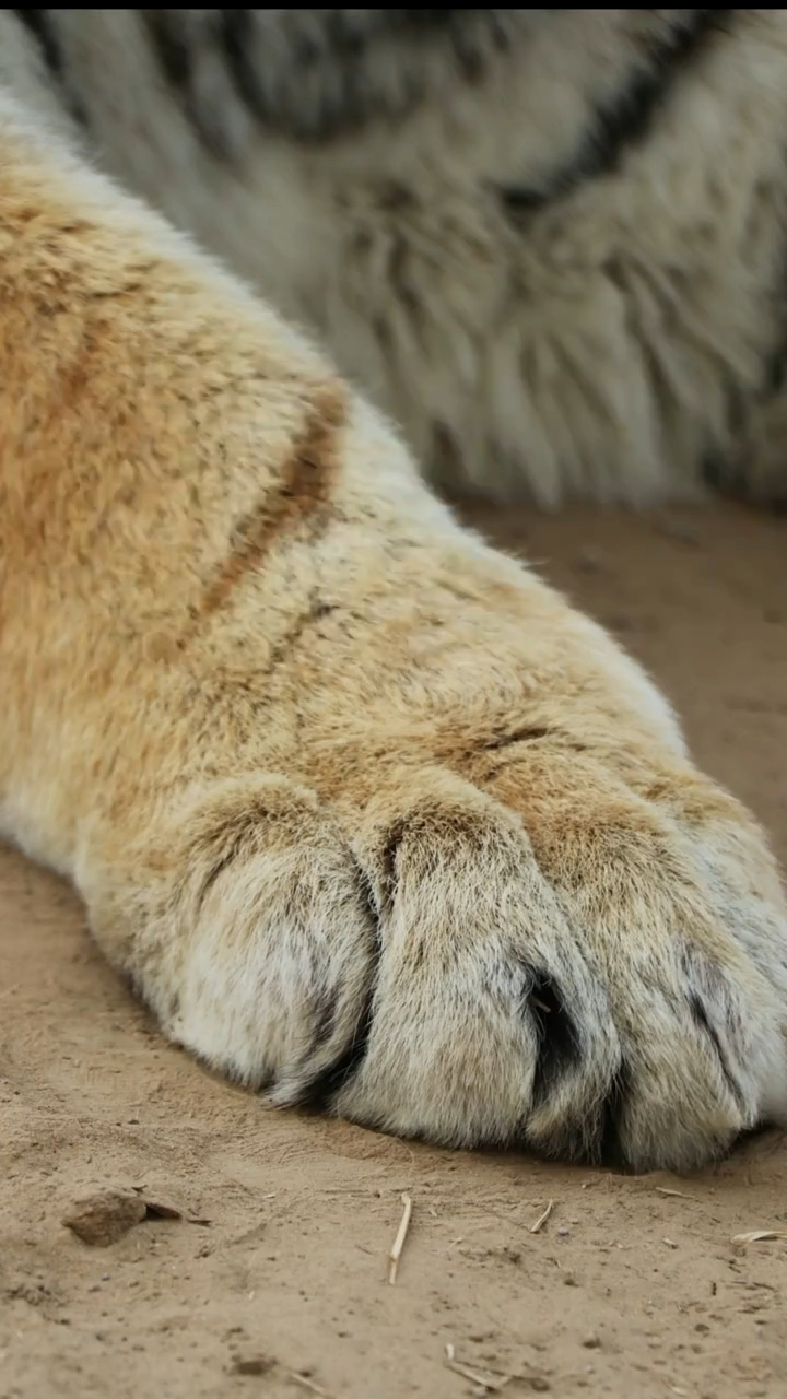 老虎的爪子到底有多大?