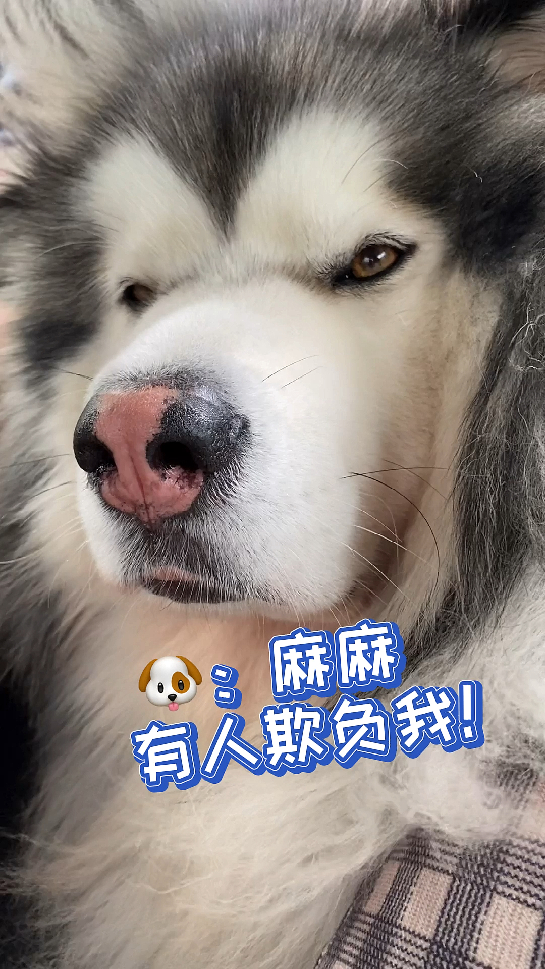 当狗子第一次看到马.