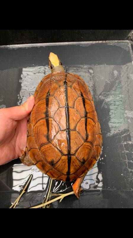 分享我家的"海南大黄头公"金钱龟#萌宠