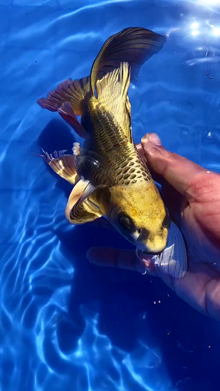 你好,夏天#一条鱼,到底有多美!