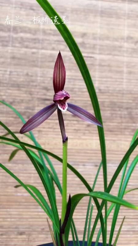 兰花#板桥遗墨花色绝对可以-度小视