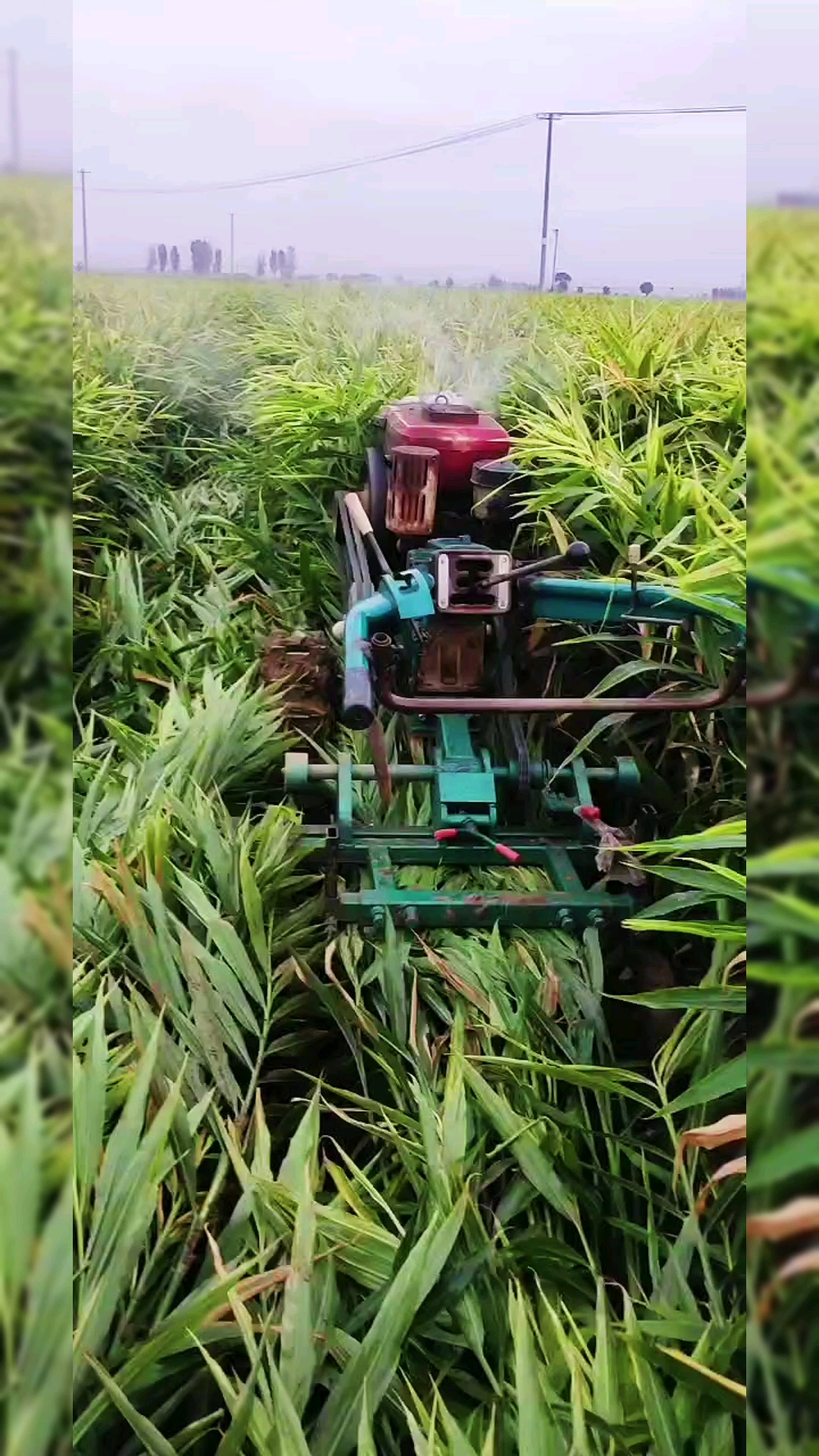 大姜收获机#河北石家庄行唐姜农开始出姜,手扶拖拉