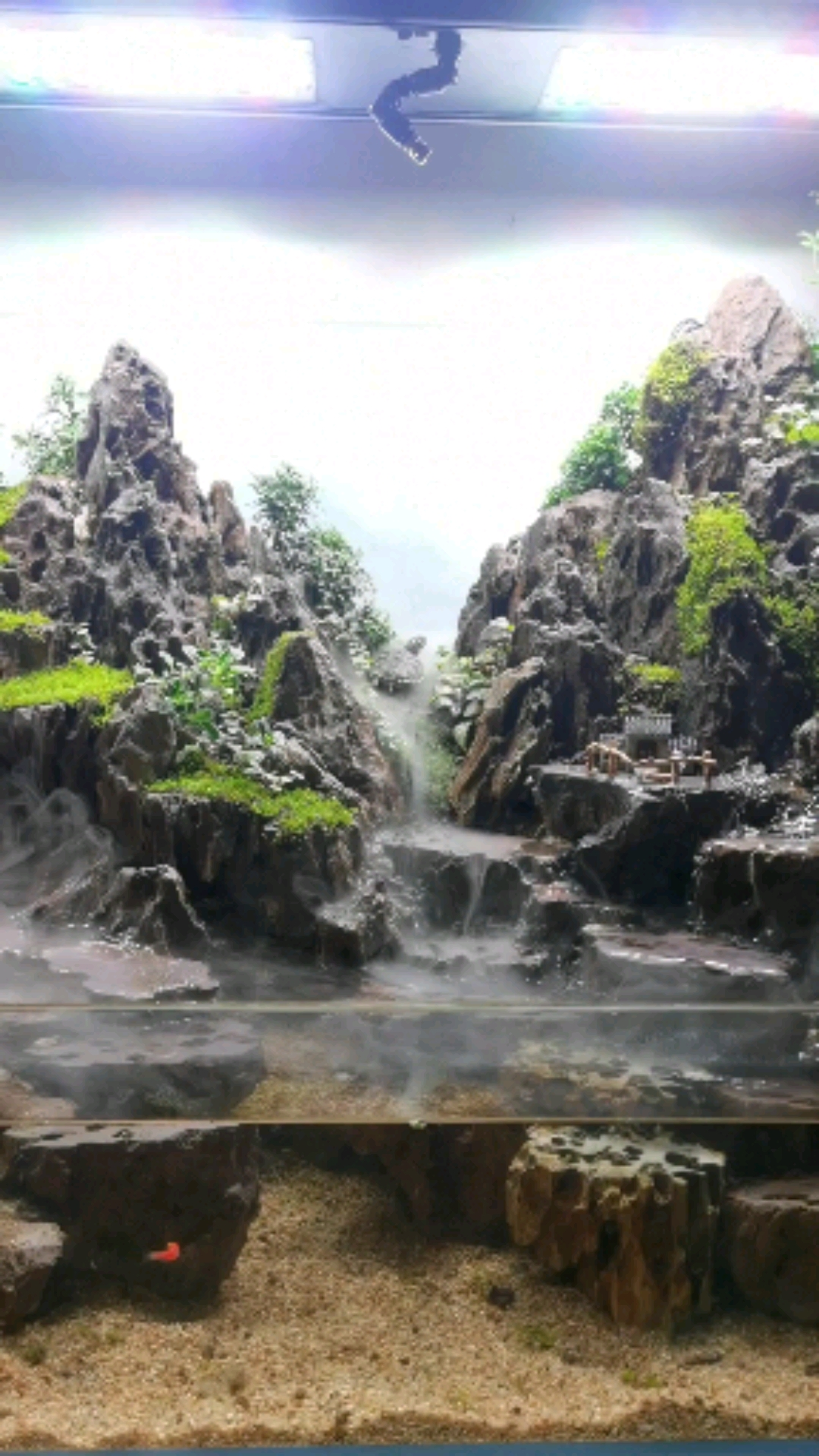 水陆缸##松皮石#水陆缸#乌龟造景.