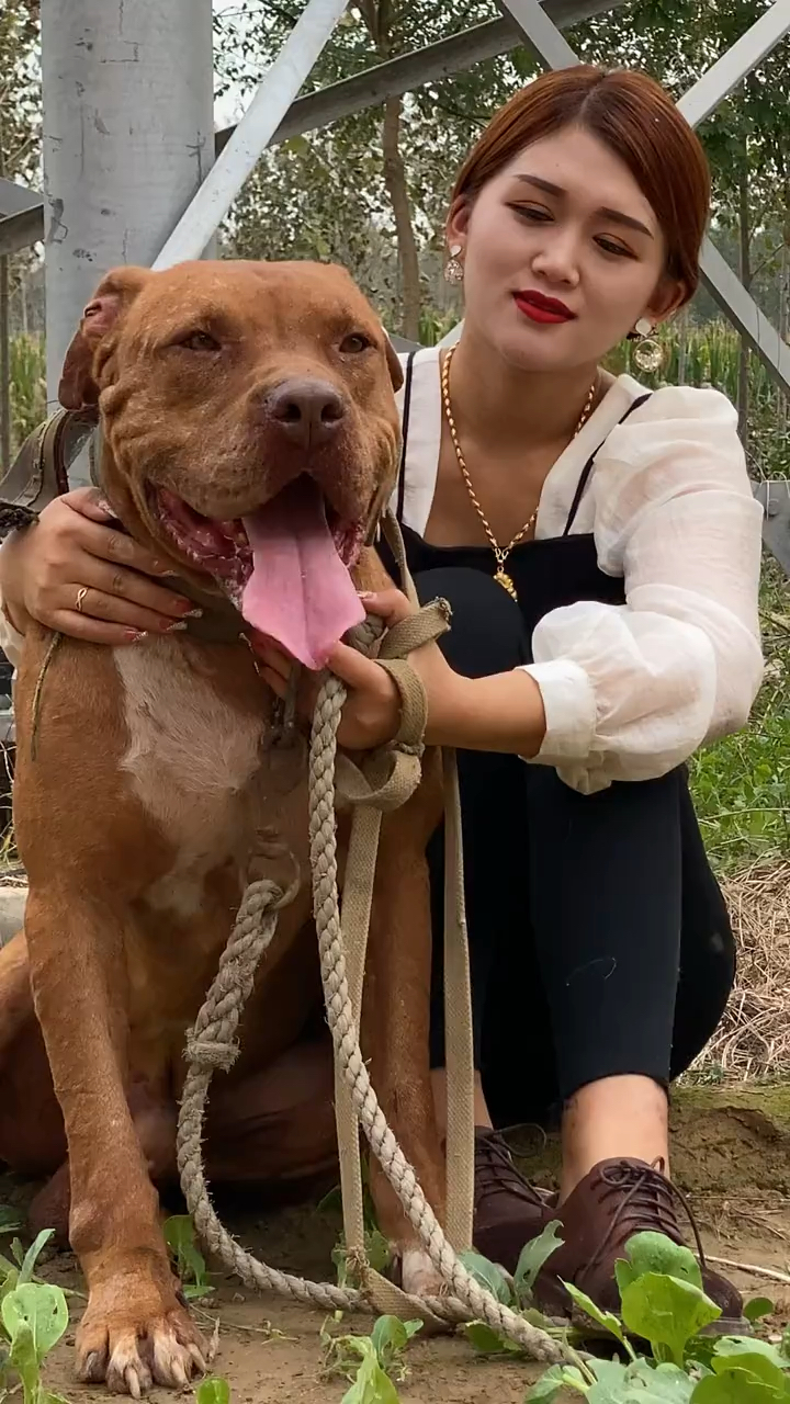 比特犬#猛犬配美女