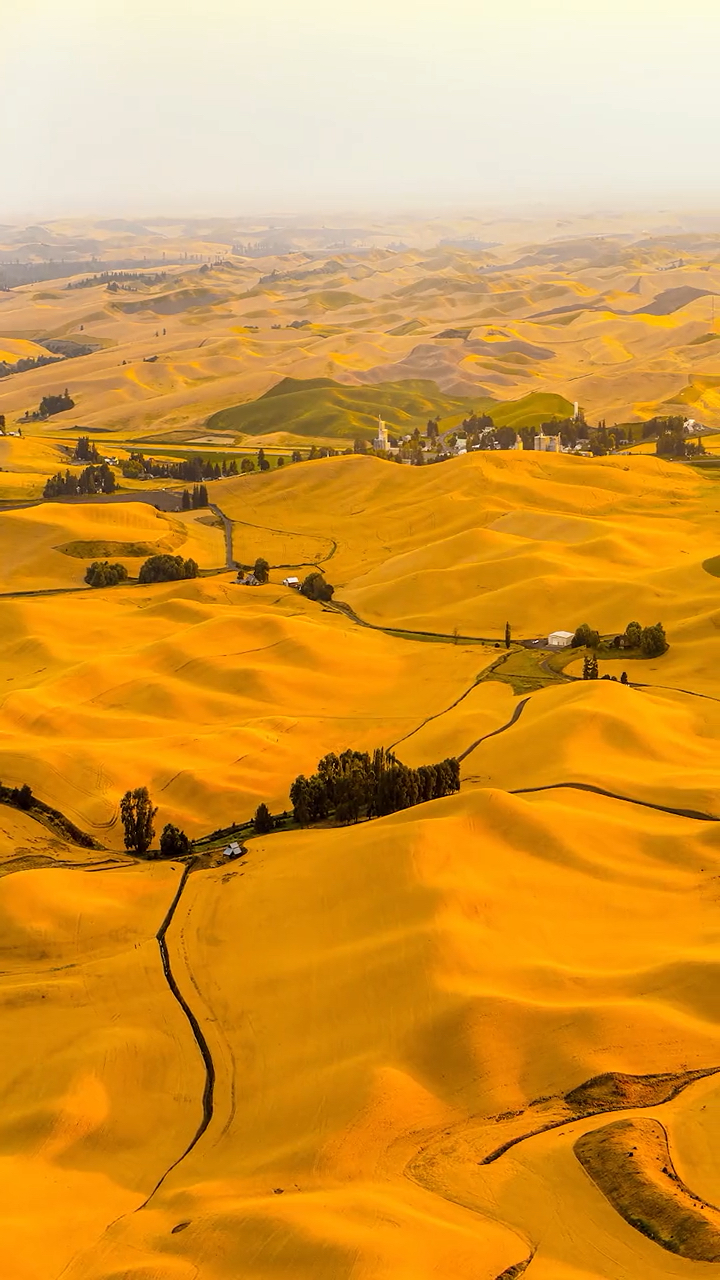 一望无际的金色麦田,美到你心醉