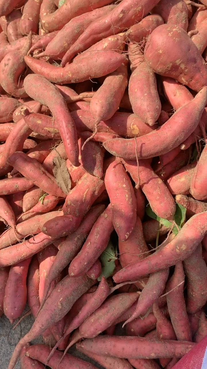 沙地蜜薯新鲜现挖现发#三农助力