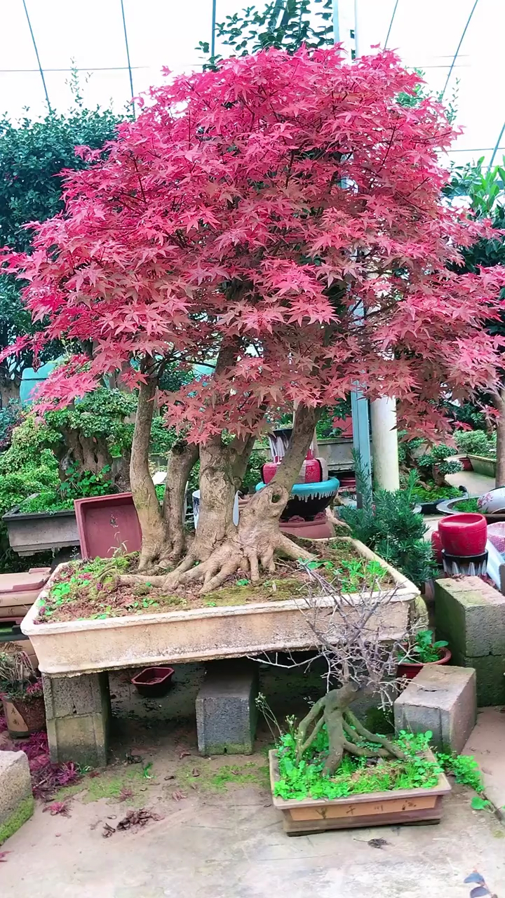 日本红舞姬红枫耐寒耐旱适合庭院别墅农家小院栽植