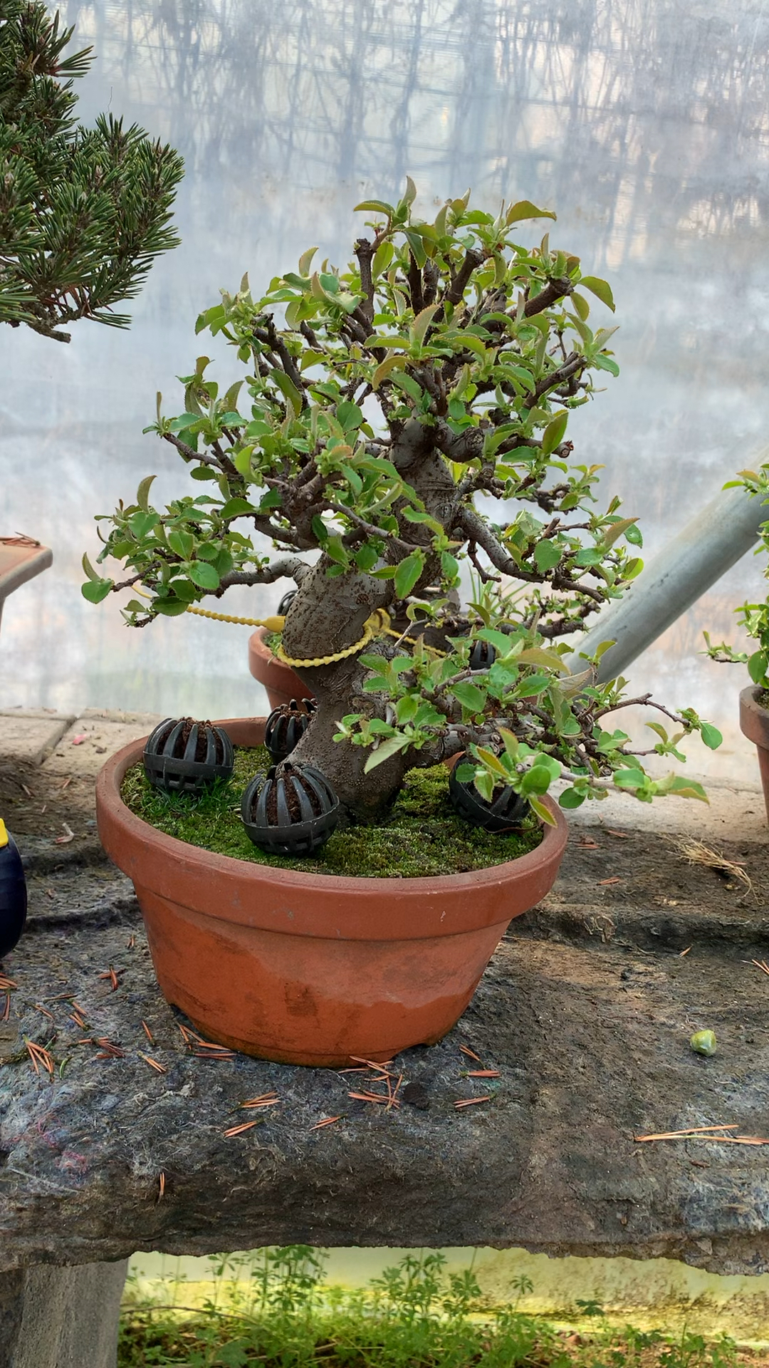 进口原生矮霸花梨盆景