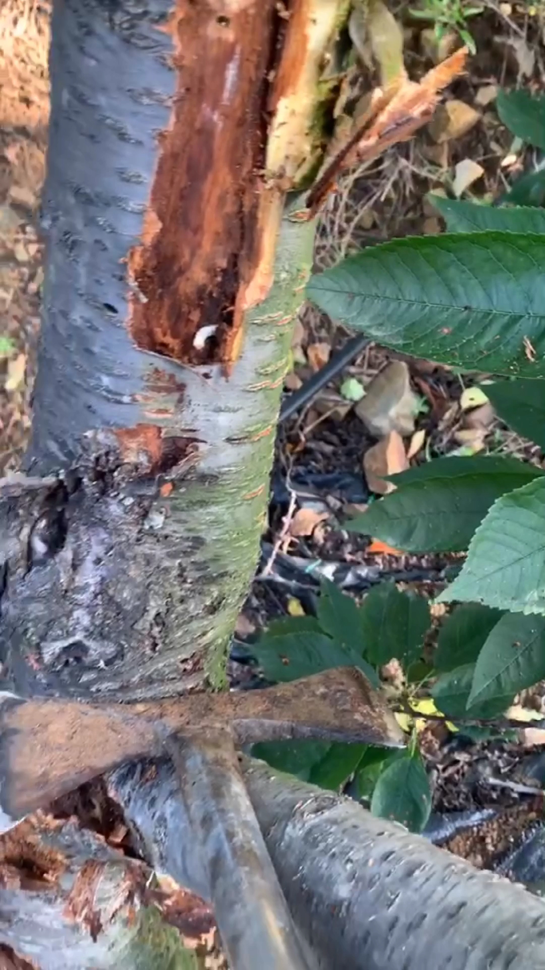 大樱桃树侵蚀树体最严重的一种虫子