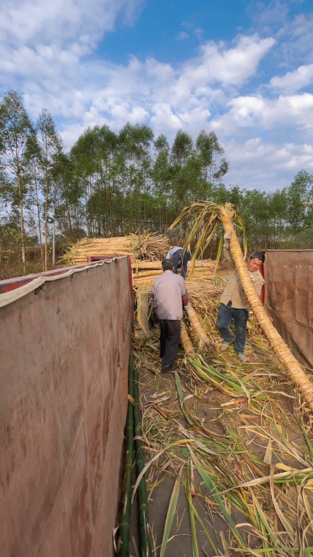 木格白玉蔗#广西贵港木格白玉蔗丰收季节,远看像树,其实它是甘蔗,用