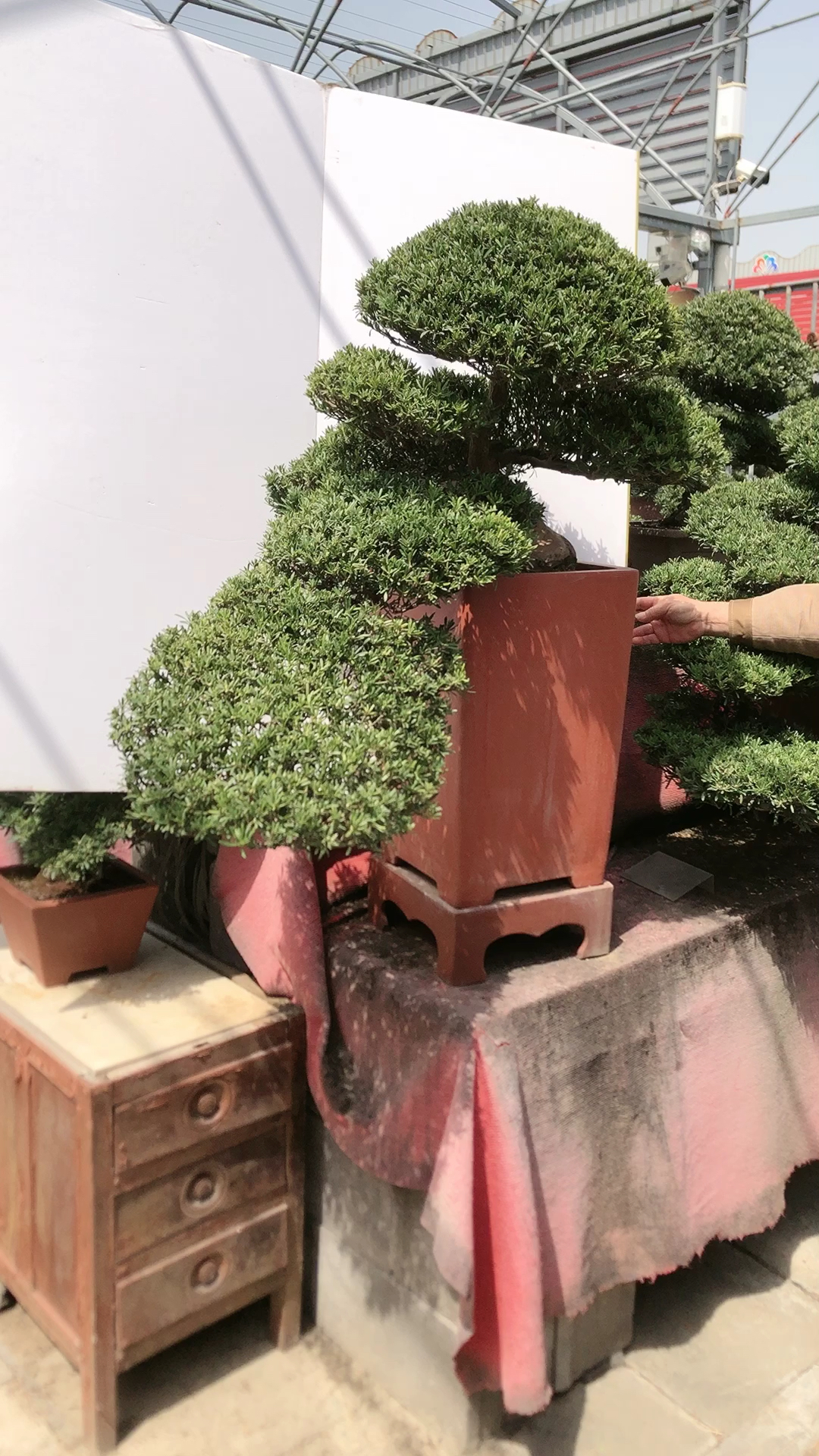 百年南通雀舌罗汉松