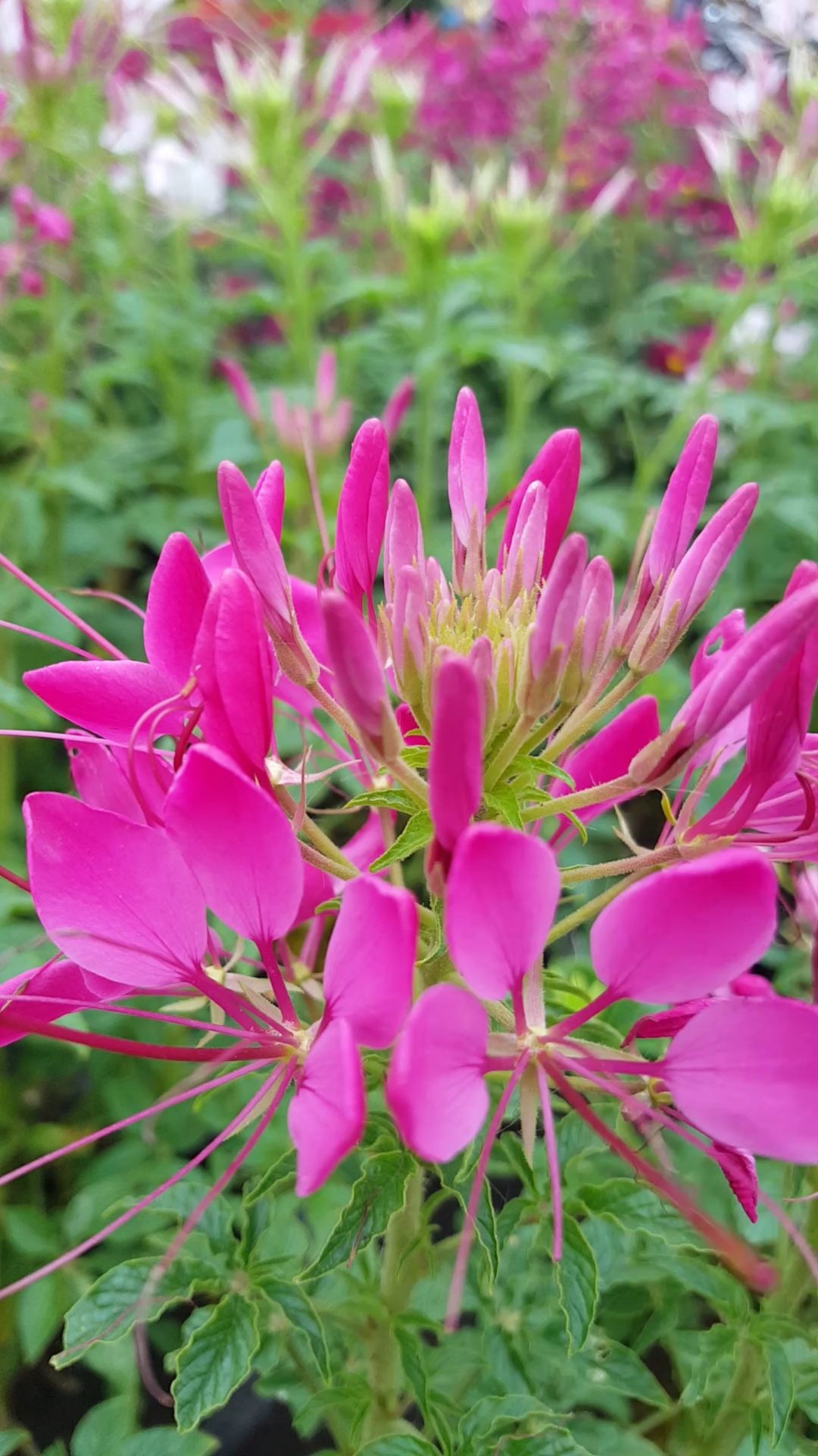 粉色醉蝶花最美丽