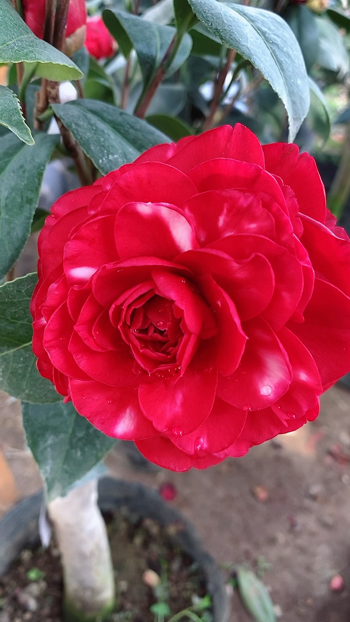 复色茶花,别有一番风味!