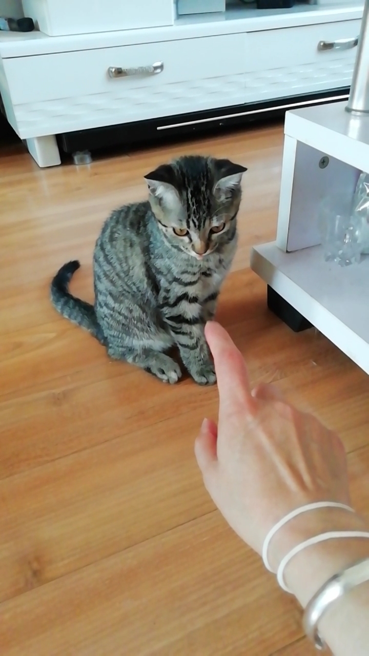 搞笑萌宠#这胆也太小了吧,一个手指头就给镇住了