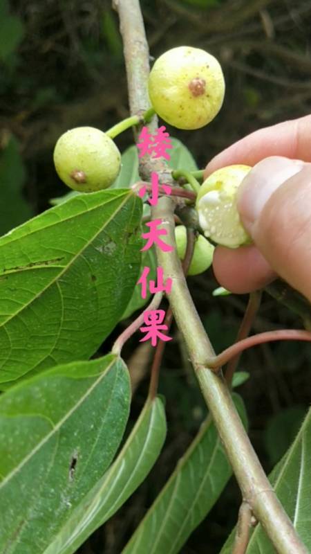 认识中草药#这种植物全株具白颜色汁液,果实与无花果相似,矮小天仙果