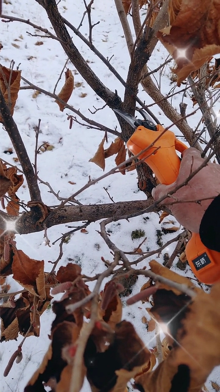 冬季修剪背上枝又叫背生枝,是指在果树主干或者枝干部位垂直向上冒出