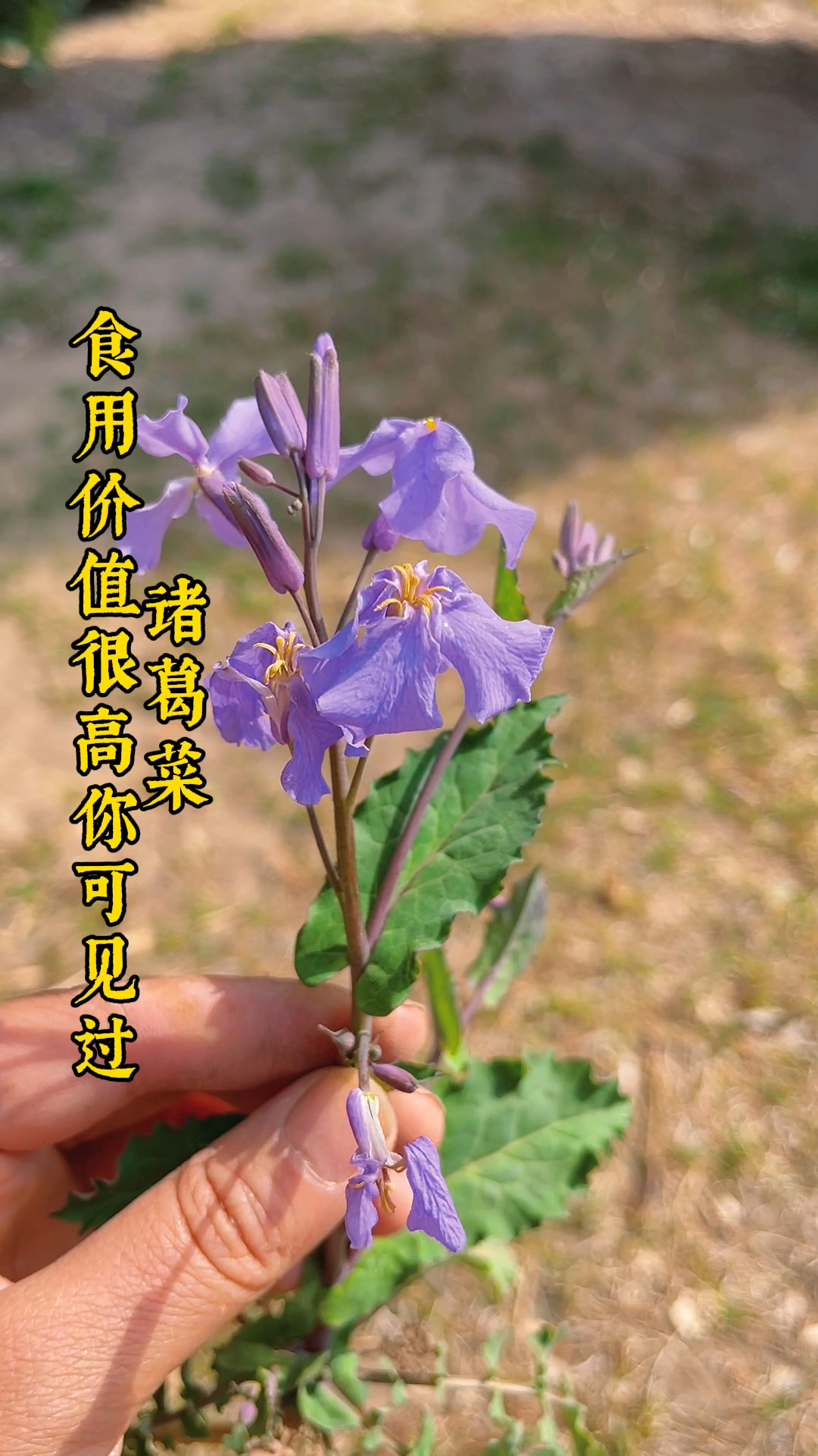 农村野菜野草#农村这种野菜"诸葛菜",药食同源有很大的价值,可仍旧